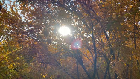 wind move the pomegranate tree leaves branches red ripe fruits hanging in harvest season yellow green golden leaves color of leaf in autumn season harvest working of farmers in agriculture industry