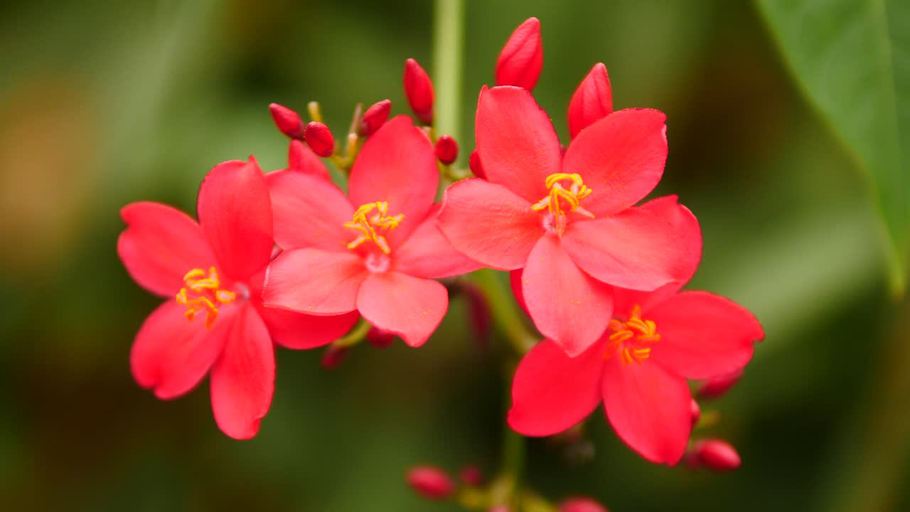racimo de flores de jatropha integerrima de color rosa intenso con estambres amarillos que se agitan lentamente en la suave brisa contra un fondo verde oscuro, enfoque superficial