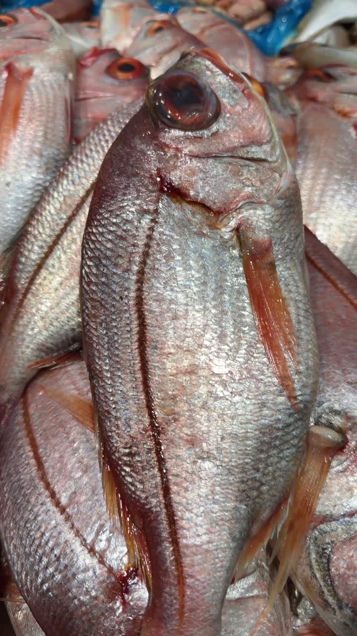 Primer plano de pargo rojo fresco sobre hielo en el mercado
