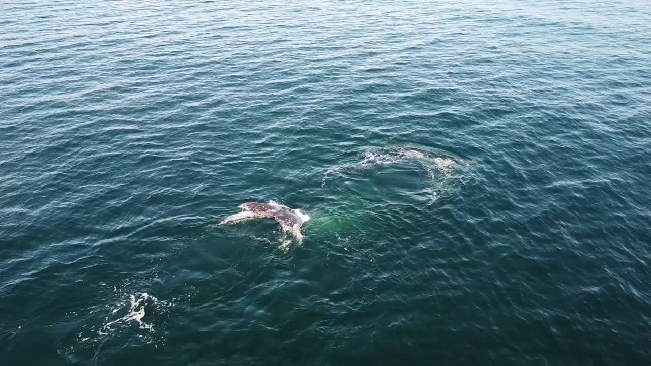 Two grey whales swimming near Baja California Sur, Mexico, visible above water