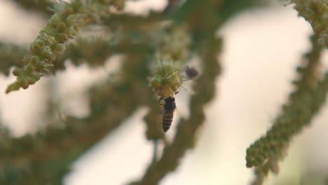 las abejas recogen polen a cámara lenta