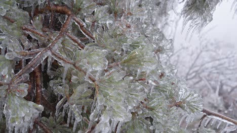 close-up of branches encased in ice, glistening with a translucent, frosty coating