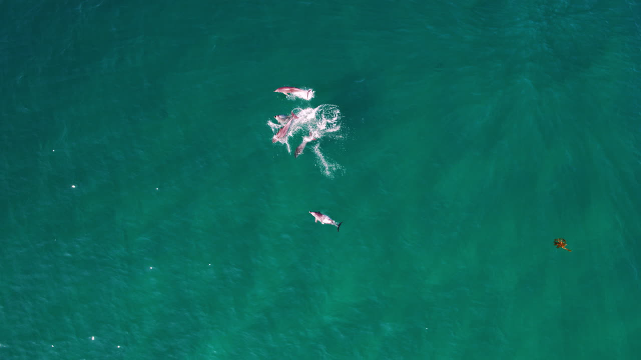 Dolphins moving slowly in emerald sea, isolated marine animal in drone as they leap into air