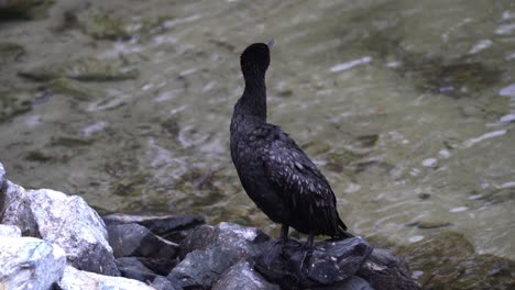 Wild-little-black-cormorant,-phalacrocorax-sulcirostris-with-blue-green-eye-perching-by-the-rocky-shore-with-ripple-clear-water-environment,-handheld-motion-close-up-shot