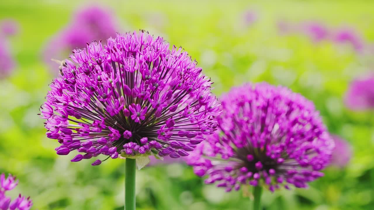 Tampilan dekat gerak lambat menunjukkan lebah melayang di sekitar bunga allium ungu di udara musim semi