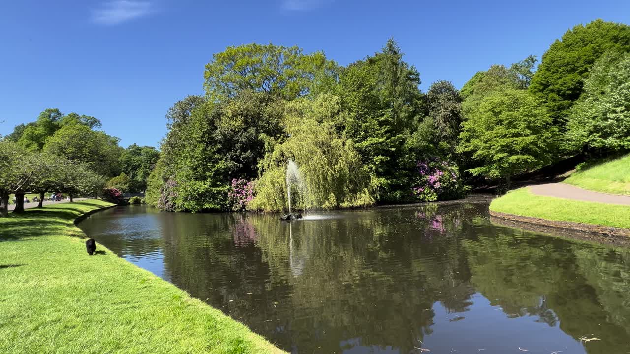 Walking Dog by Lush Green Park Pond Fountain