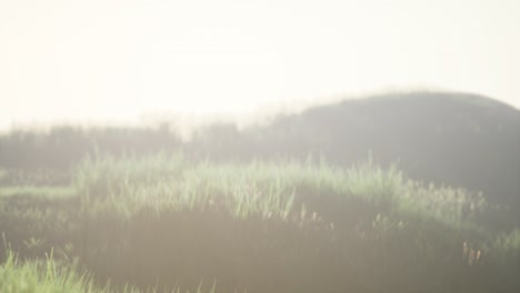 green field with tall grass in the early morning with fog