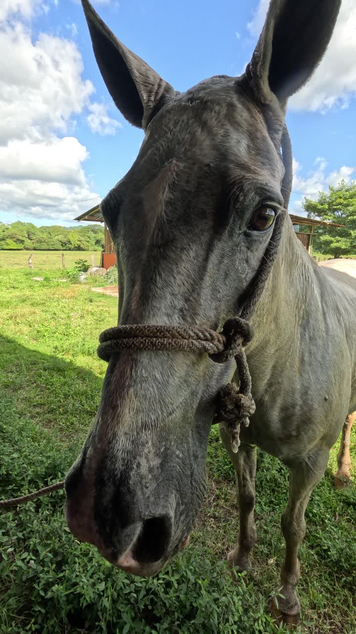 Hombre y Caballo Juntos en una Granja Rural