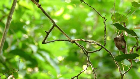 Einsamer-Vogel,-Der-Auf-Einem-Ast-Im-Leuchtend-Grünen-Wald-Sitzt