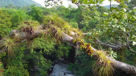 selva verde exótica y ramas de árboles cubiertas de vegetación, avión no tripulado aéreo extremo vuelo de cerca