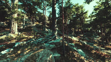 sunlight through tall pines in a lush forest