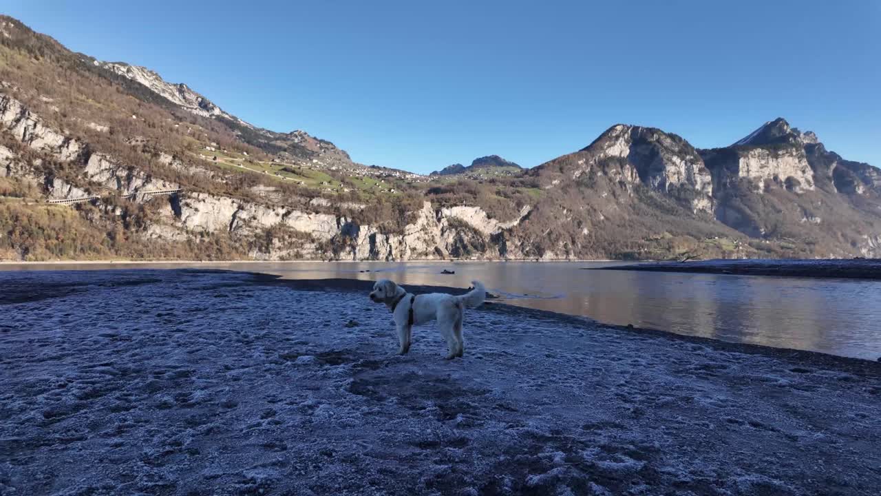 Labradoodle dog breed pet outdoor morning walk Walensee lake Swiss alpine Switzerland