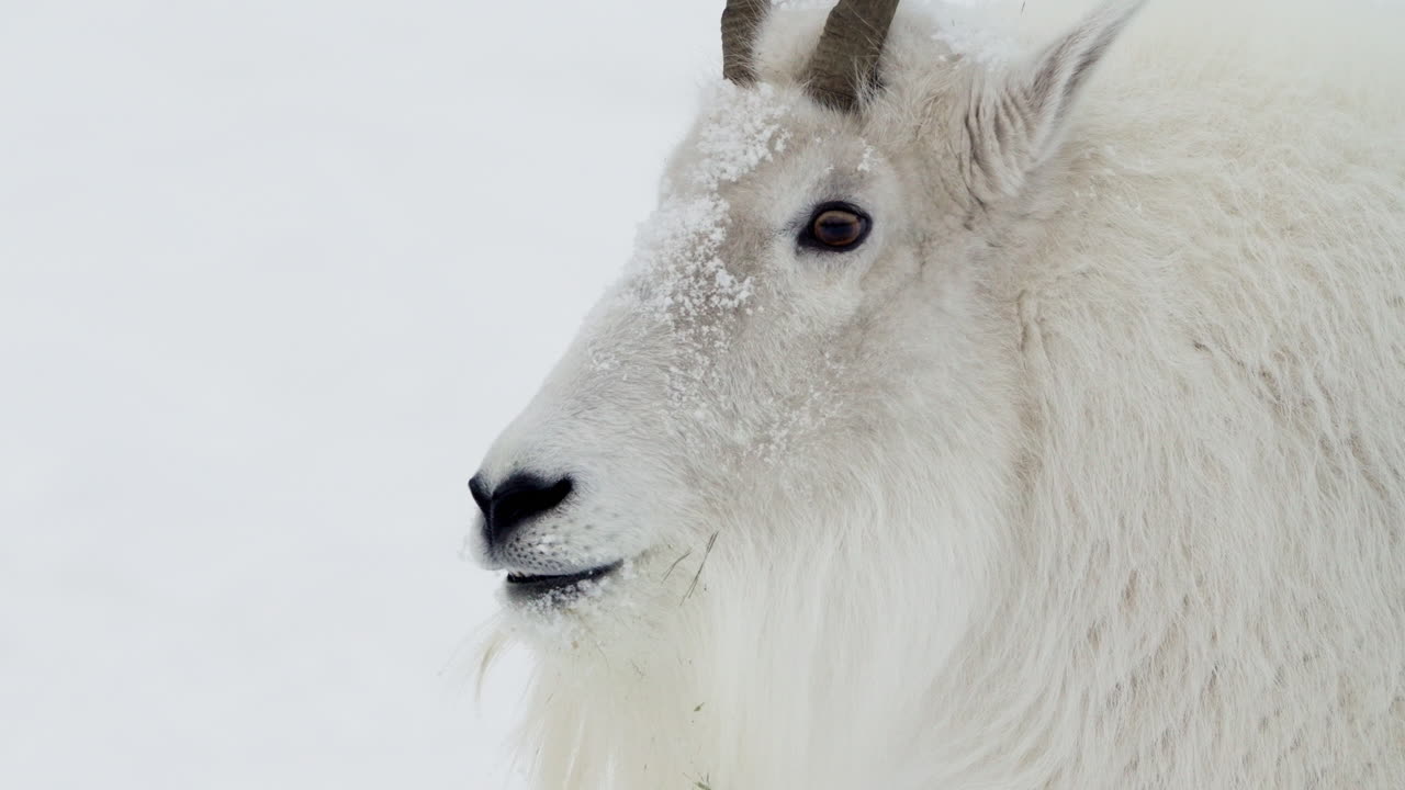 Kanada, Whitehorse, Yukon'da kışın beyaz dağ keçisi - Yakın çekim