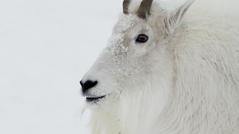 white mountain goat during winter in whitehorse, yukon, canada - close up shot