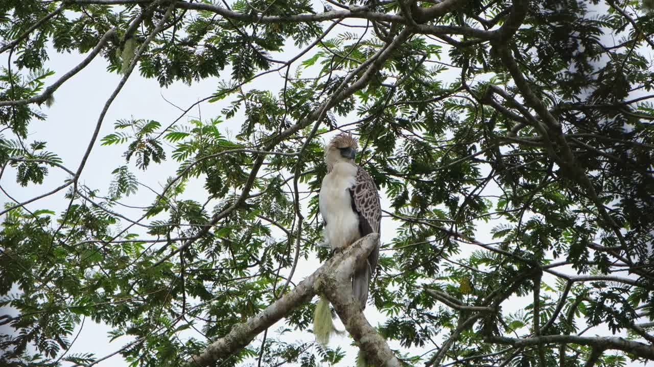 mirando a la derecha mientras el viento sopla en la selva tropical, águila filipina pithecophaga jefferyi, filipinas