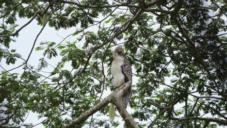 Mirando-A-La-Derecha-Mientras-El-Viento-Sopla-En-La-Selva-Tropical,-águila-Filipina-Pithecophaga-Jefferyi,-Filipinas