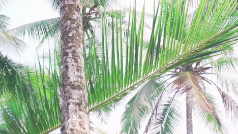 slow motion shot of a large green palm frond falling to the ground from a tall palm tree as worker trims away from above the beaches of punta banco, costa rica