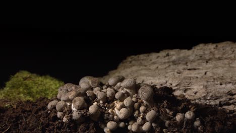 Hongos-Cardoncelli-Que-Crecen-Cerca-De-Timelapse-Sobre-Fondo-Negro