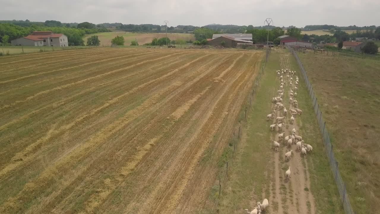 Luftfoto av en gruppe hvite sauer som beiter på italienske toskanske åser.