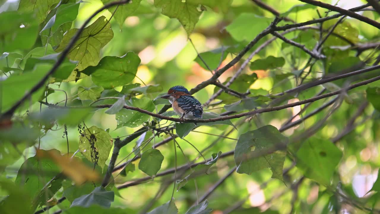 수 ⁇  새끼 가 뒤쪽 으로 내려다보며 날아가는 모습,  ⁇  줄무 ⁇  킹피셔 라케도 풀 ⁇ 라, 태국