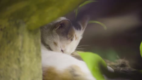 One-eyed-stray-cat-licks-itself-and-then-meows-to-the-camera