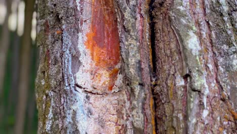 Savia-De-árbol-Seca-En-Troncos-De-árboles-A-Los-Que-Se-Les-Ha-Quitado-La-Corteza