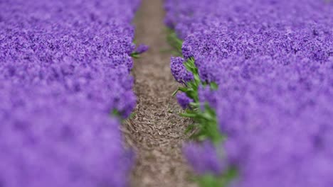 Purple Hyacinth Field