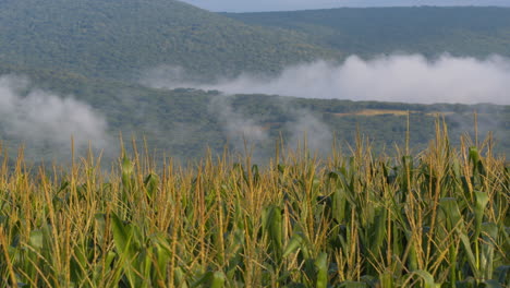 corn field detail slide across
