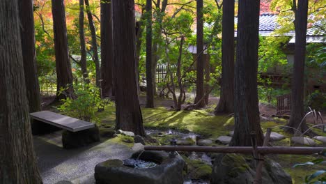 stunning footage of japanese moss garden during autumn colors