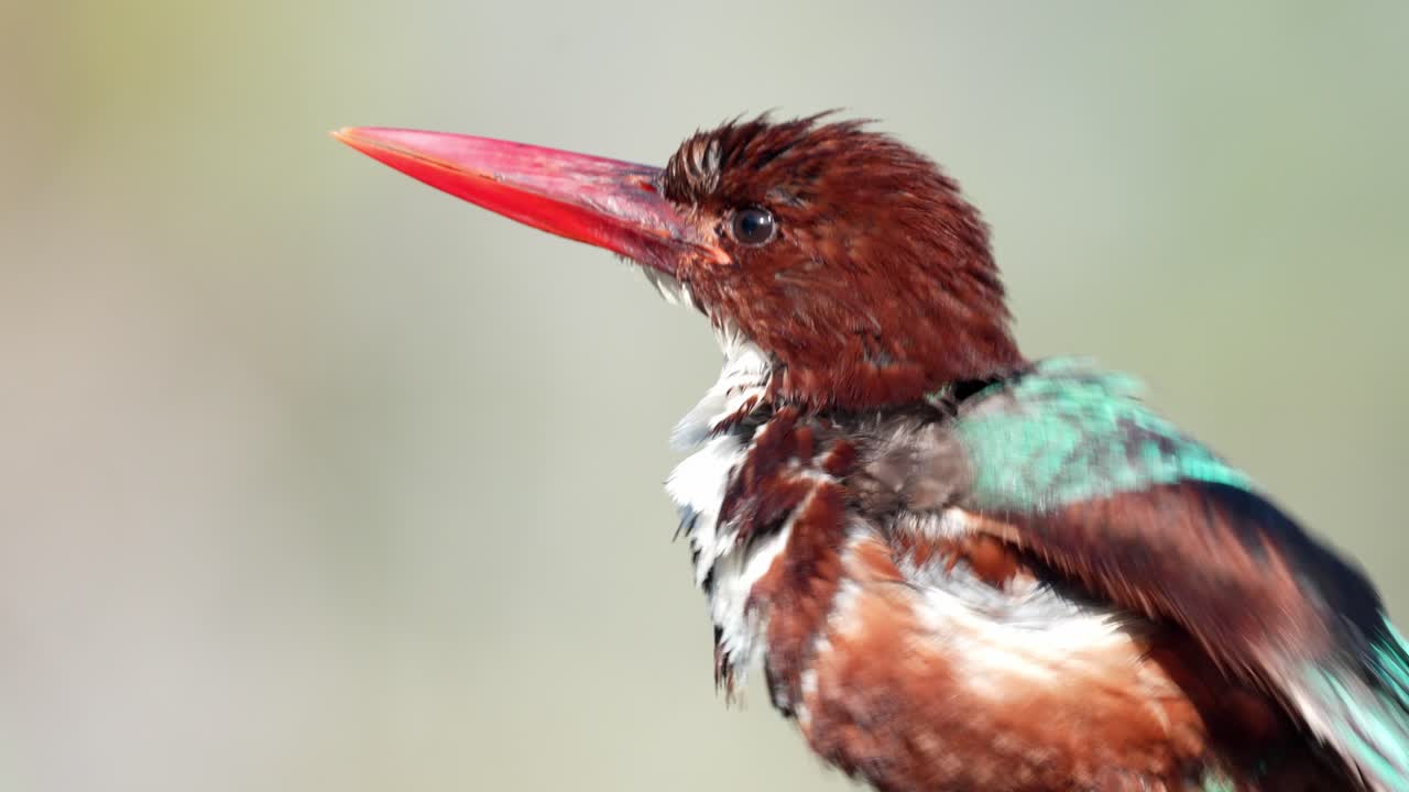 White-throated kingfisher cleans its feathers. (Halcyon smyrnensis) also known as the White-breasted kingfisher