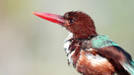 white-throated kingfisher cleans its feathers. (halcyon smyrnensis) also known as the white-breasted kingfisher