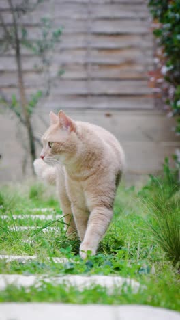 Video-Vertical-De-Un-Hermoso-Gato-Caminando-Dentro-Del-Jardín.