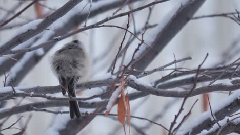 A-Black-capped-Chickadee-perched-on-a-snowy-tree-and-shaking-its-fluffy-downy-feathers