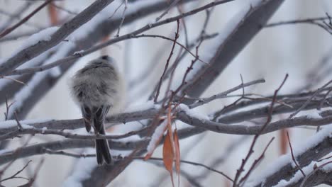 un carbonero de cabeza negra posado en un árbol cubierto de nieve y sacudiendo sus suaves y esponjosas plumas