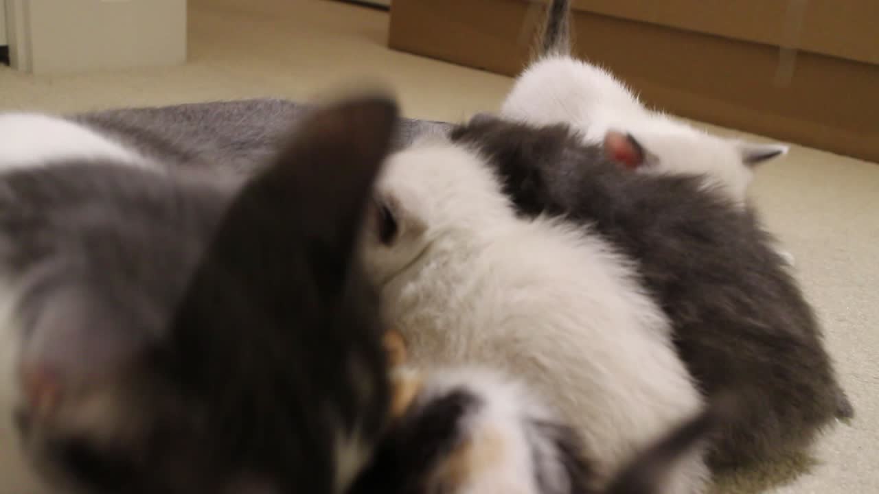 Gatta calico che allatta gattini