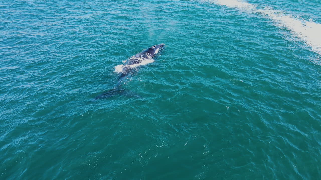 Single Southern right whale floats at surface and exhales in V-shape