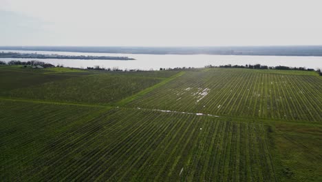 Vineyard-Rows-by-Gironde-Estuary,-Bayon,-France