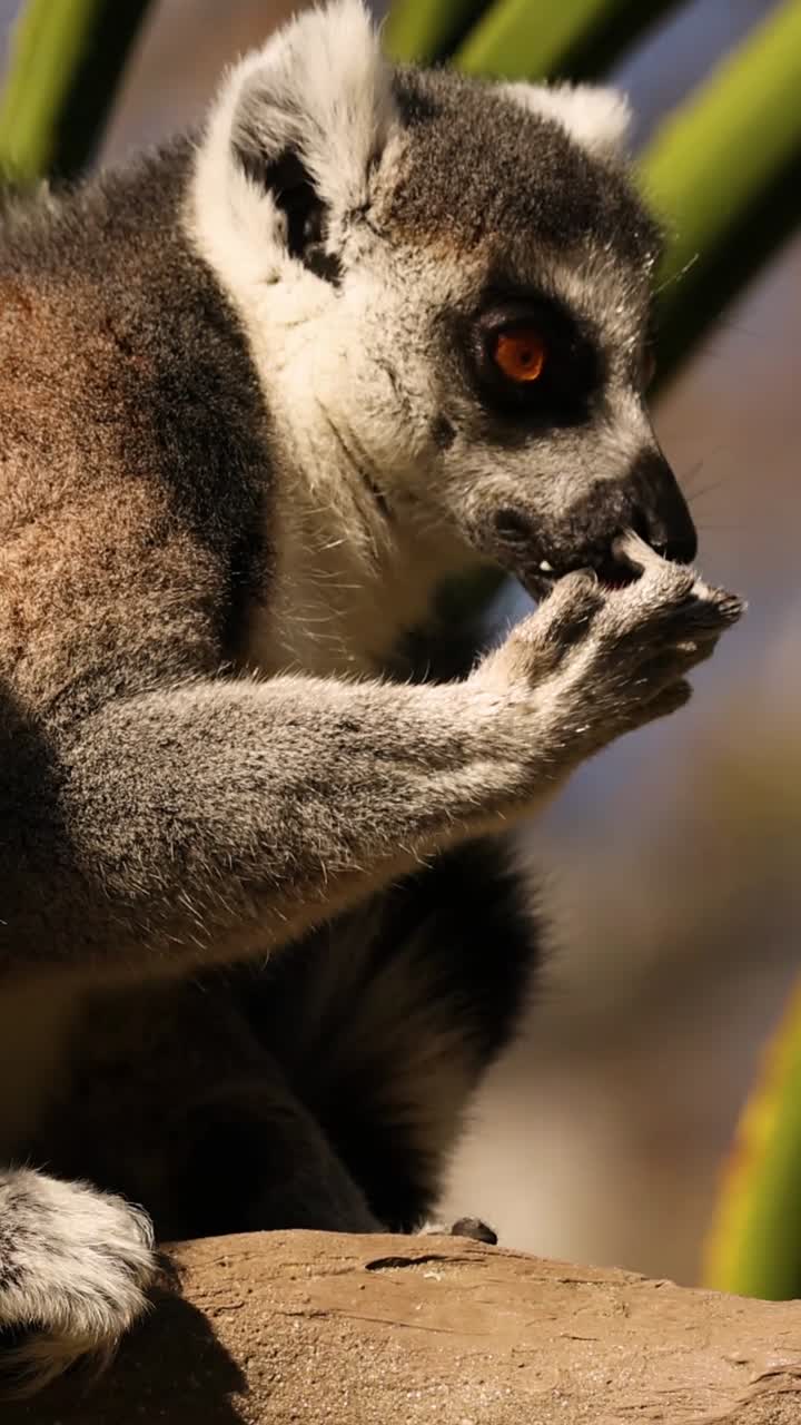 Um lêmure-de-cauda-anelada sentado em um galho, segurando comida nas patas e comendo cuidadosamente.