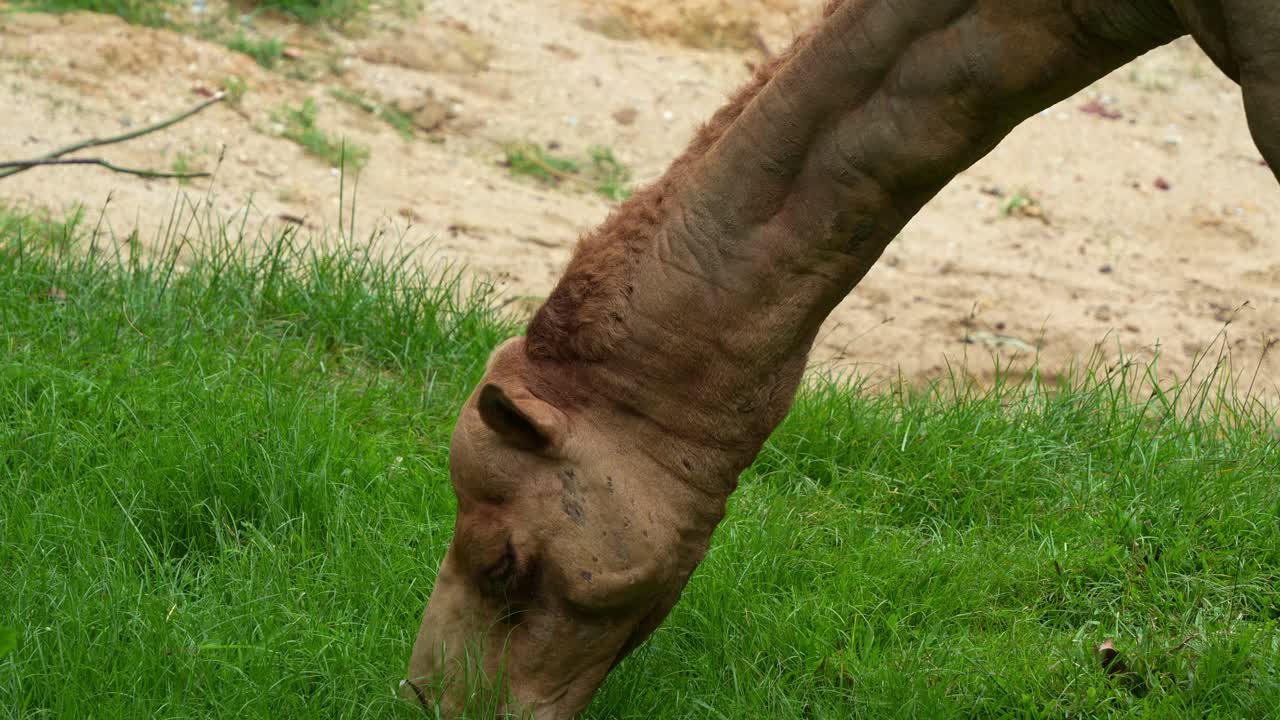 Close up shot of a Dromedary (camelus dromedarius) grazing on green grass.