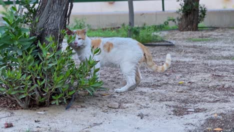 4k footage of a white cat with orange patches sneaking near a tree and bushes. ideal for themes of nature, curiosity, stealth, or wildlife behavior. natural light, crisp outdoor setting.