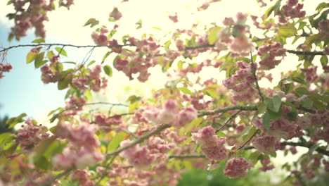 Slow Motion Gimbal Shot Moving Underneath a Pink Blossom Tree on a Sunny Day