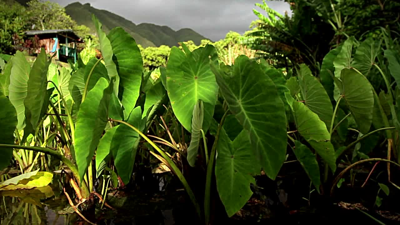 toma estacionaria de un campo en una isla tropical