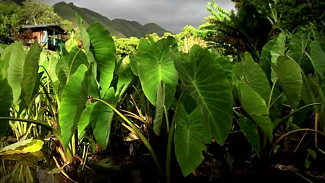 Stationary-shot-of-a-field-on-a-tropical-island