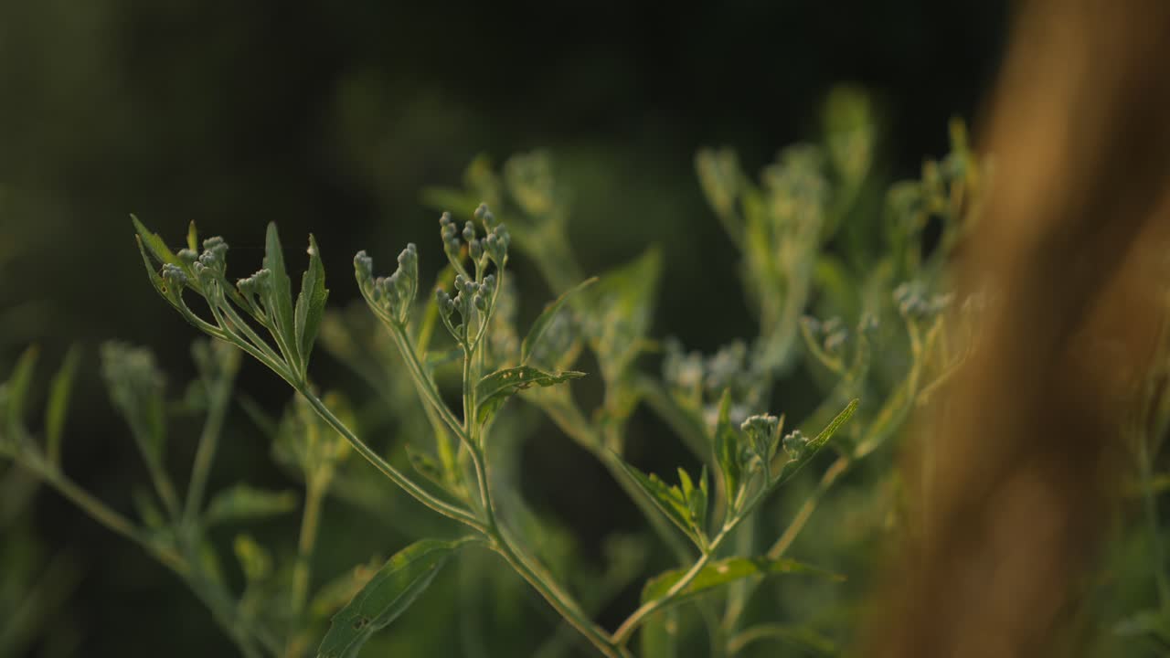 planta verde en ciernes a la luz dorada del atardecer.