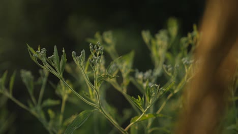 planta verde en ciernes a la luz dorada del atardecer.