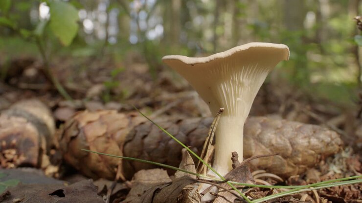 PAN shot, a common funnel mushroom growing in a forest in Sweden