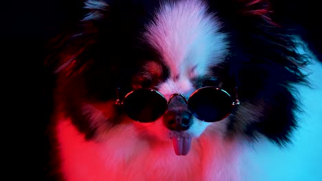 portrait of a charming spitz in round sunglasses on a black background in red neon light. close up of a dog's muzzle with protruding tongue. slow motion