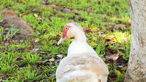 white duck in a park