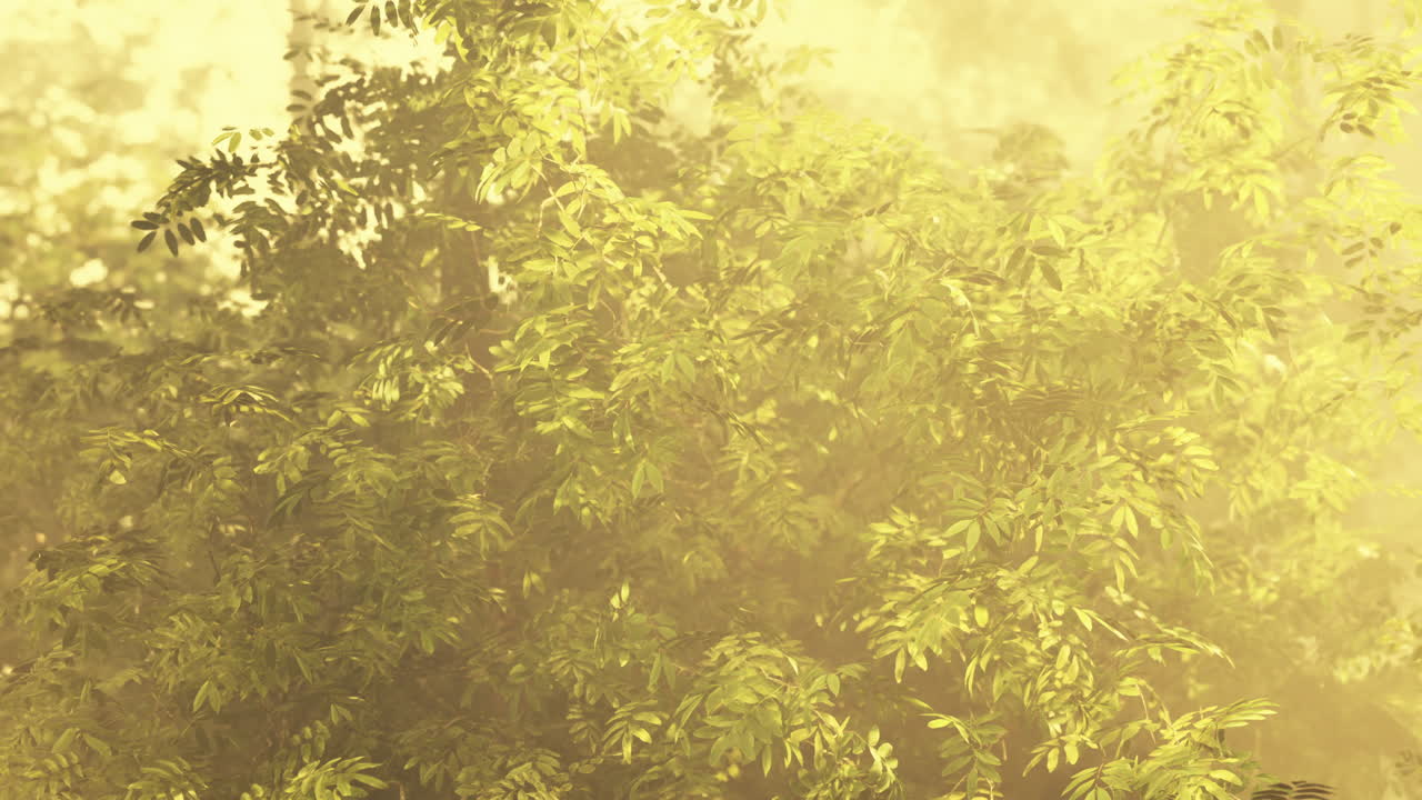 안개가 자욱한 숲