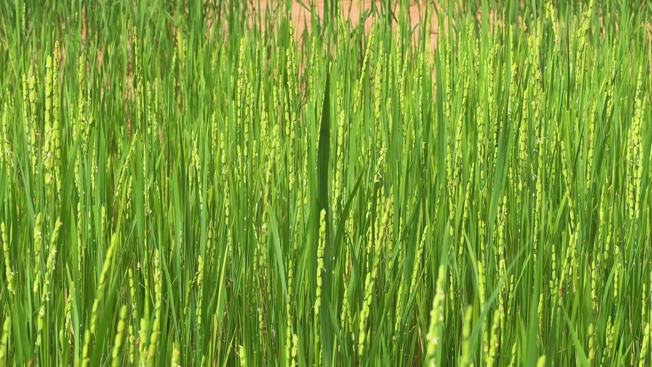 Fresh green rice plants growing in a paddy field with visible grain buds, symbolizing agriculture and food production.